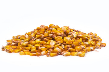 mature corn on a white background