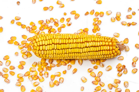 mature corn on a white background