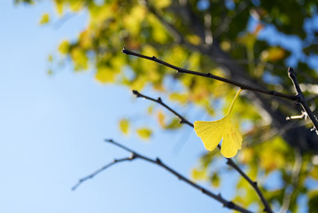 イチョウ　素材