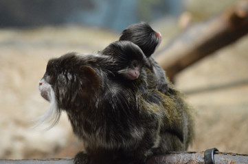 Emperor Tamarins