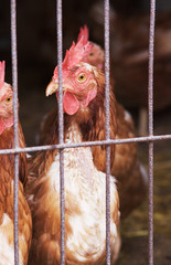 Chicken Farm