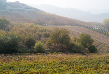 Autumnal landscape of vines and hills in Langhe, Northern Italy