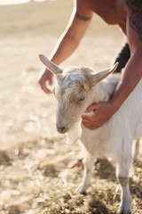 Obraz premium Man holds the hands of a white little goat