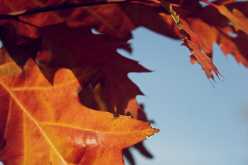 Maple red leaves on blue sky background