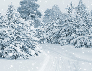 Bright winter landscape with snow-covered pine trees