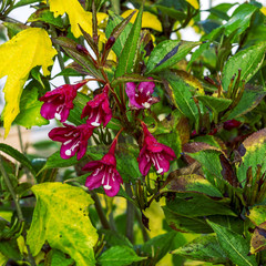 Weigelie with flowers