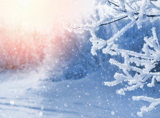Winter landscape with branches in the frost and bright sun