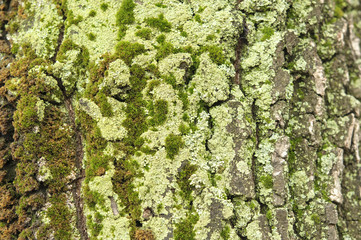 Tree texture