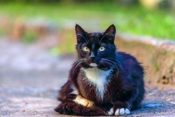 Naklejka na ściany i meble A black cat is sitting on the road