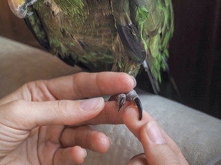 Manicure parrot. Healthy claws of a bird.   © sablinstanislav