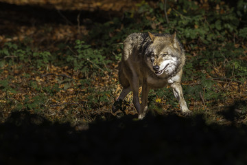 wolf