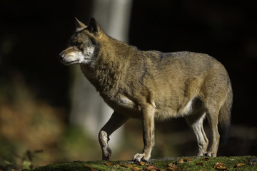 wolf