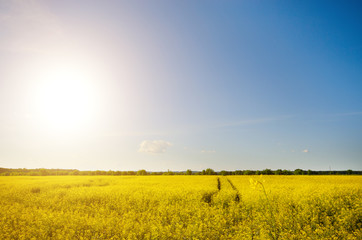 Bright yellow canola field under blue sky summer day