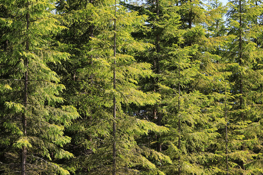 Background of Green Spruce Tree Forest