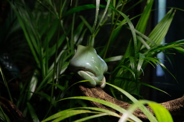 green frog / frog / little frog / frosch von hinten