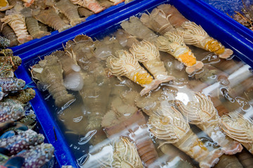 fresh mantis shrimps in local market