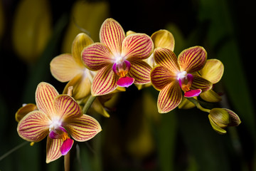 Naklejka na ściany i meble Orchids Guatemala