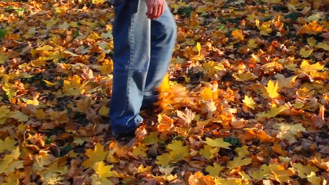 Male legs walking on yellow fallen maple leaves in autumn. Man goes along carpet from leaves. Side view.