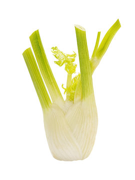 Fennel bulb closeup isolated on white