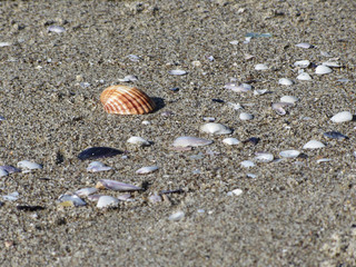 Seashells on sand. Summer beach background. Top view