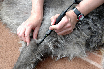 Laser treatment on a dog's foreleg.