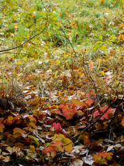 Autumn colorful leaves and grass
