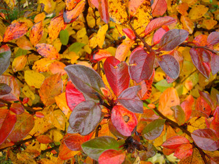 Autumn colorful hedge