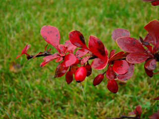 Autumn barberry