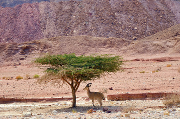 Timna park, Israel