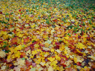 Autumn colorful fallen maple leaves