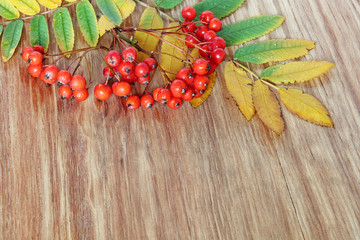 Mountain Ash Red Berries cluster and leaves on wooden background.