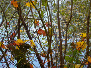 Autumn tree near the water