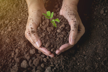 Human hands holding green small plant life concept.Ecology concept.