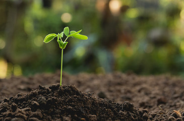 Green young plant growing in soil on nature background