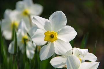 narcissus flowers bloom in the spring under the sun - 178245648