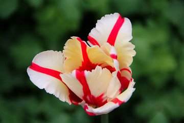colorful tulip flower blooms in the spring - 178245669