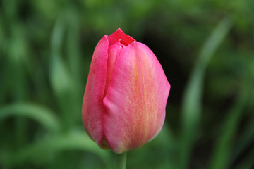 pink tulip flower blossoms in the spring - 178245685