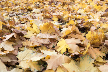 Dry yellow leaves. Autumn, October. Background. Texture.