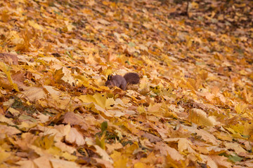 Red squirrel in the yellow autumn leaves