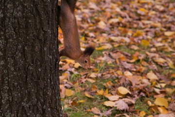 Cute squirrel on the tree