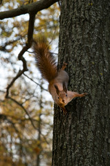 Fluffy squirrel on the tree