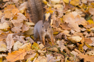 Red squirrel in the yellow autumn leaves