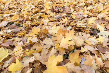 Dry yellow leaves. Autumn, October. Background. Texture.