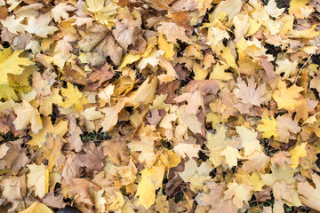Dry yellow leaves. Autumn, October. Background. Texture.