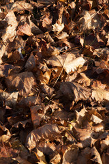 Pile of brown autumn leaves