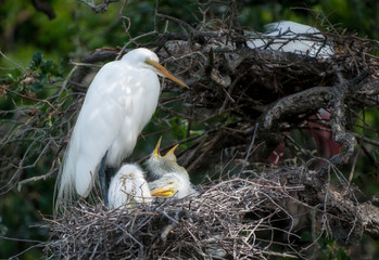 Snowy Egret and Chicks © DON