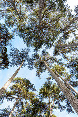 View from below of pine trees against blue sky.