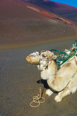 Camels In Lanzarote