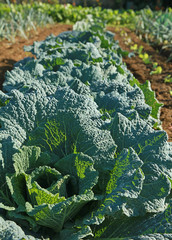 Choux verts fris&eacute;s dans un potager