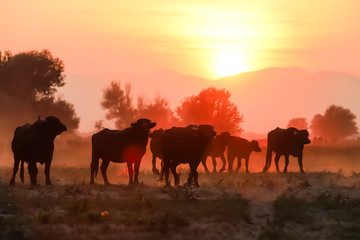 water buffalo grazing at sunset  next to the river Strymon in Northern Greece.